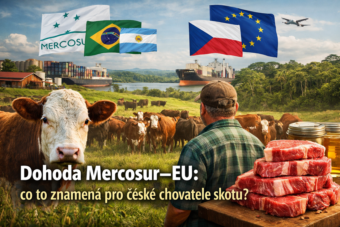 Dohoda MERCOSUR–EU: co to znamená pro české chovatele skotu?